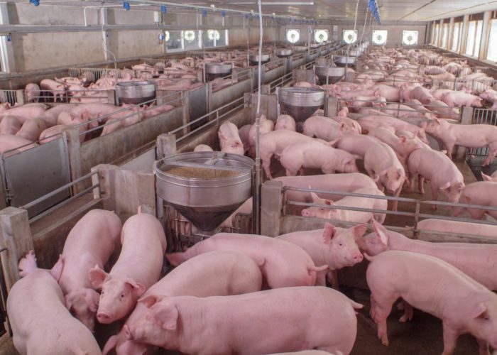 Responsáveis por granjas de suínos devem ficar atentos a suspeitas de infecção por Senecavírus A