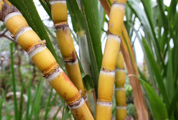Safra recorde de cana-de-açúcar vai ultrapassar 72 milhões de toneladas em Minas Gerais