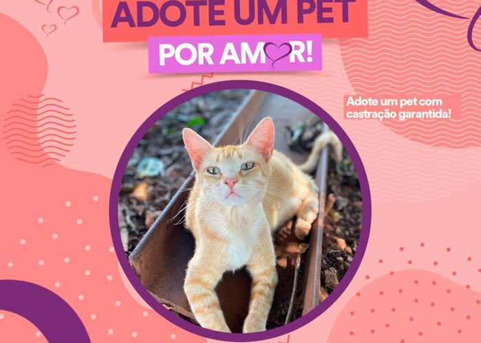 Adote um Pet por Amor: veja animais disponíveis para adoção