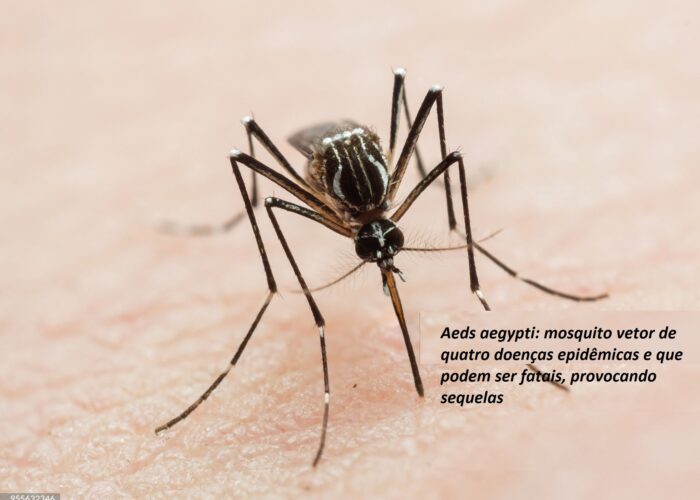 Mais de 15 mil toneladas recolhidas no mutirão contra a dengue