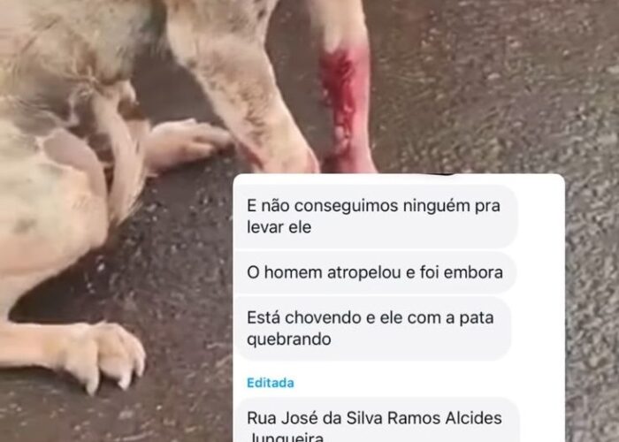 Cachorro é etropelado e deixado para morrer na rua. Nenhuma instituição da causa animal colaborou