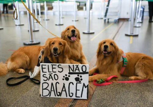 Brasil tem terceira maior população pet do mundo