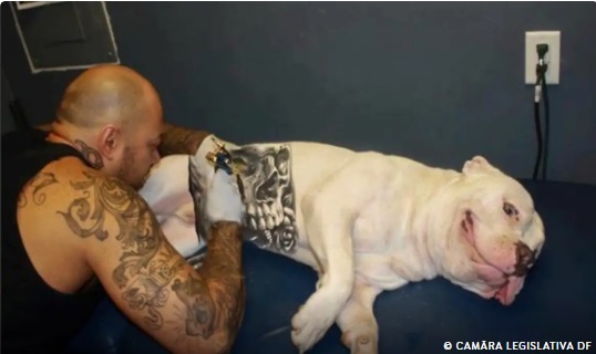 Governo sanciona lei que proíbe tatuagens e piercings em cães e gatos