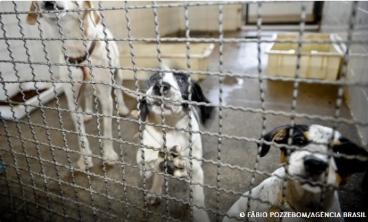 Lula sanciona lei que proíbe uso de animais em testes cosméticos