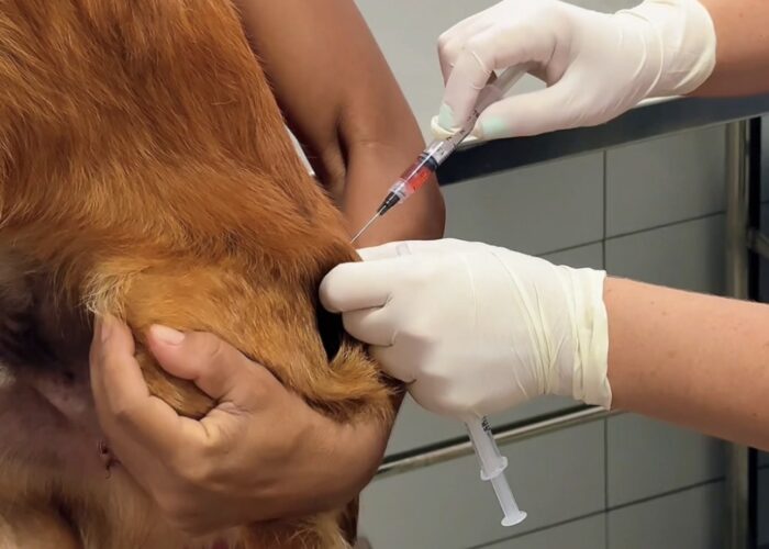 Mutirão de vacinação atende 286 cães e gatos